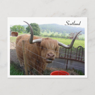 Hamish the Hairy Coo, Schottland Postkarte
