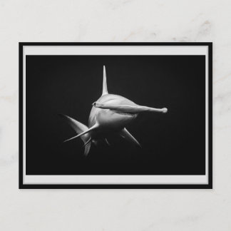Hammer head shark BW 002 Carte postale ハンマーヘッド Postkarte