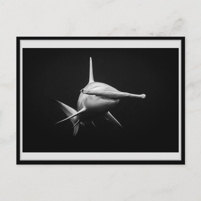 Hammer head shark BW 002 Carte postale ハンマーヘッド Postkarte (Vorderseite)