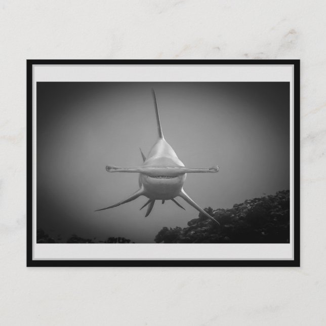 Hammerhai BW 000 Hammer Kopf Haifisch ハ 1ヘド Postkarte (Vorderseite)