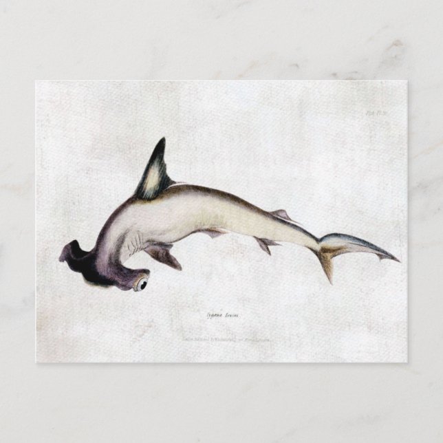 Hammerhai Postkarte (Vorderseite)