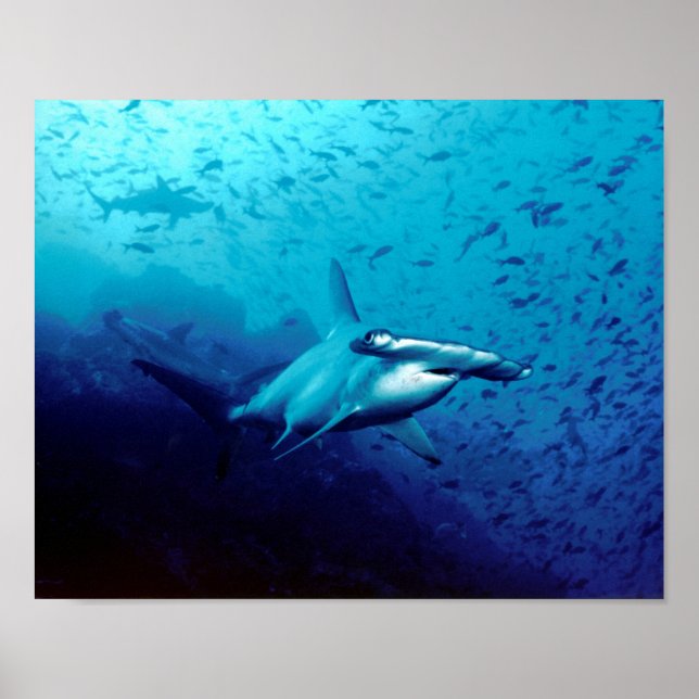 Hammerhead Shark Animal Swim Destiny's Destiny Poster (Vorne)