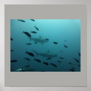 Hammerhead Shark Fish Swim Gray Gray Typ Gal Poster