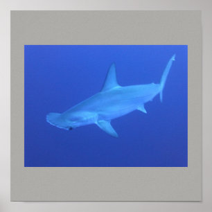 Hammerhead Shark Fish Swim Gray Gray Typ Gal Poster