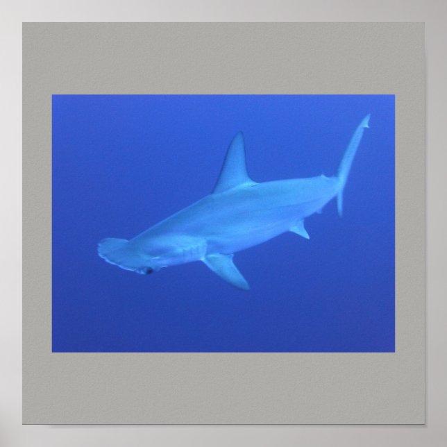 Hammerhead Shark Fish Swim Gray Gray Typ Gal Poster (Vorne)
