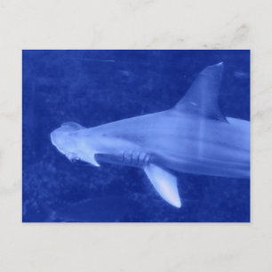 Hammerhead Shark Postcard Postkarte