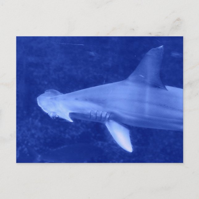Hammerhead Shark Postcard Postkarte (Vorderseite)