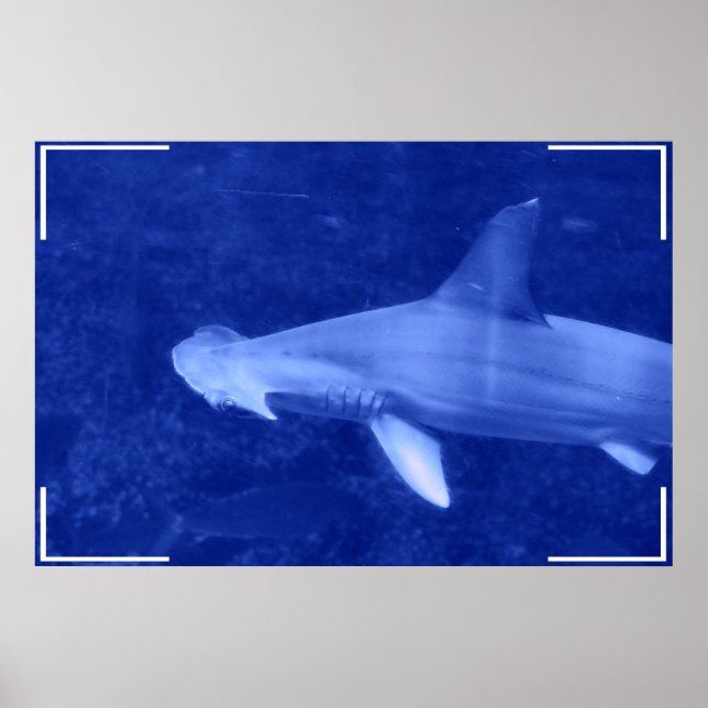 Hammerhead Shark Poster (Vorne)