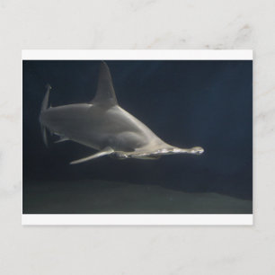 Hammerhead Shark Postkarte