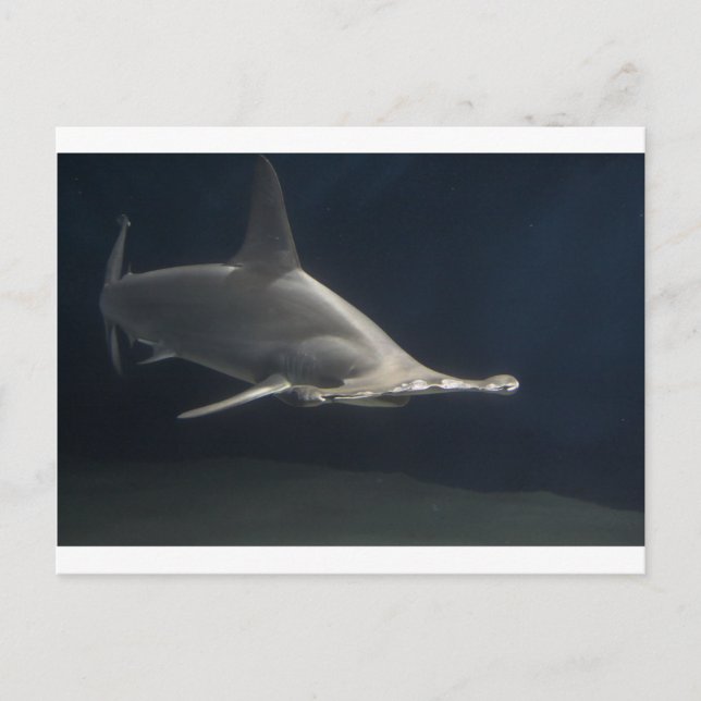 Hammerhead Shark Postkarte (Vorderseite)