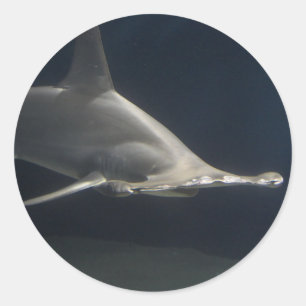 Hammerhead Shark Runder Aufkleber