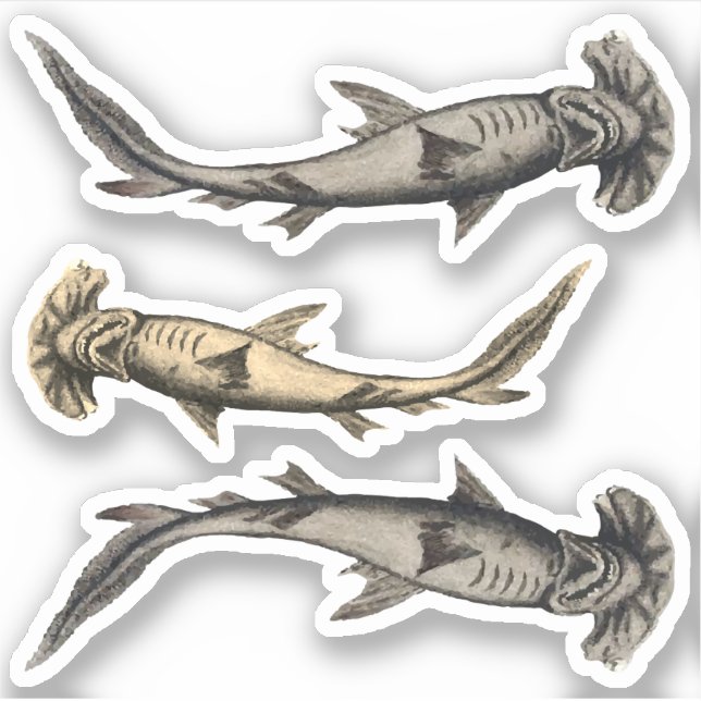 Hammerhead Sharks Aufkleber (Vorderseite)