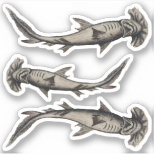 Hammerhead Sharks Aufkleber