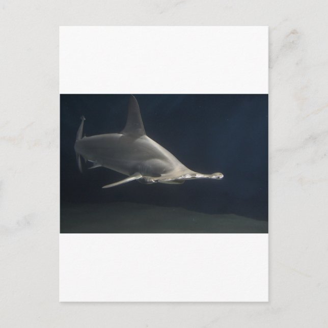 Hammerkopfhai Postkarte (Vorderseite)