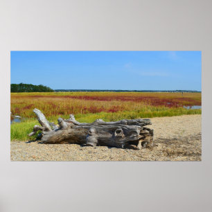 Hammonasset Driftwood Poster