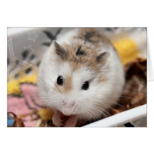 Hammyville - Niedlicher Hamster