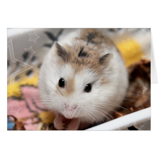 Hammyville - Niedlicher Hamster (Vorderseite (Horizontal))