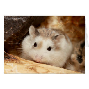 Hammyville - Niedlicher Hamster