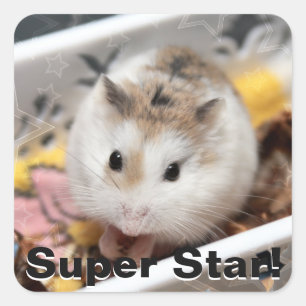 Hammyville - Niedlicher Hamster Quadratischer Aufkleber