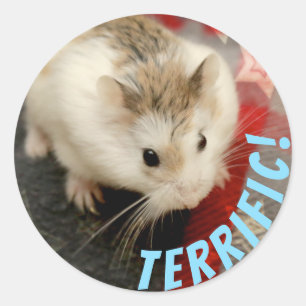 Hammyville - Niedlicher Hamster Terrific Runder Aufkleber