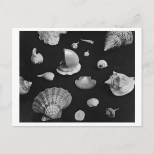 Hamptons 'Seashells' POSTCARD Postkarte