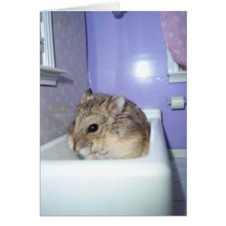 Hamster Bath