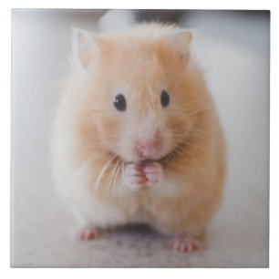 Hamster Fliese