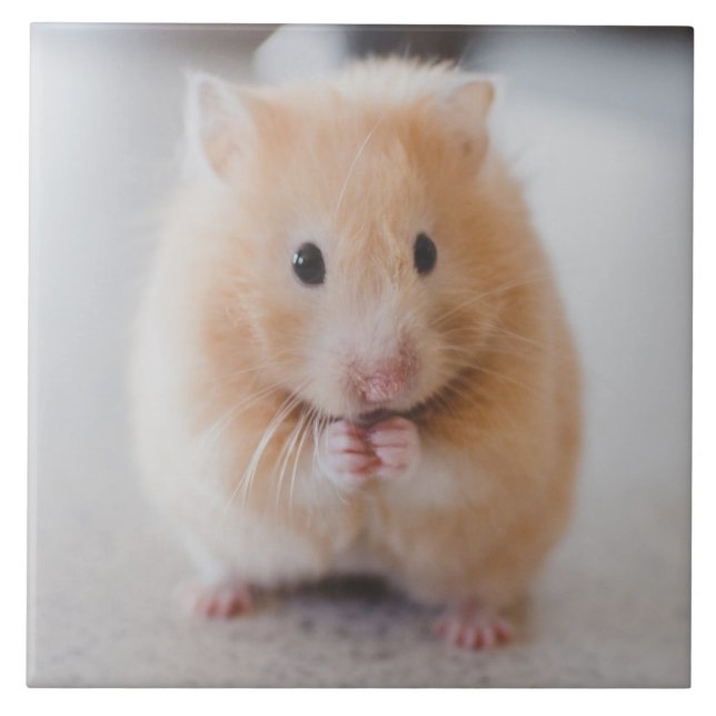 Hamster Fliese (Vorderseite)