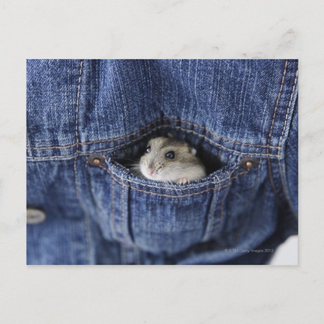 Hamster in Tasche Postkarte (Vorderseite)