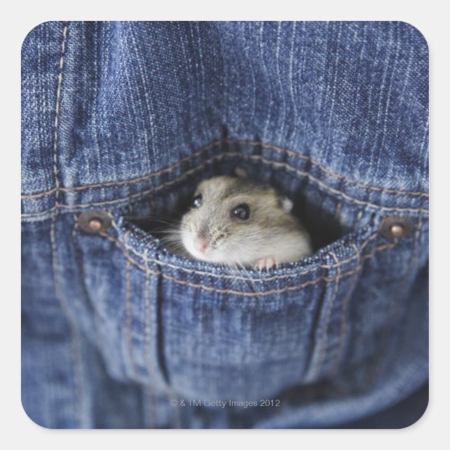 Hamster in Tasche Quadratischer Aufkleber (Vorderseite)