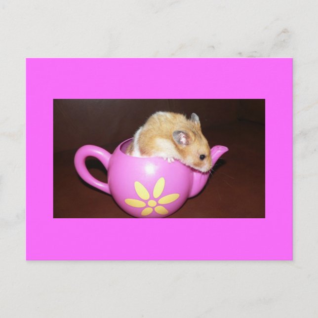 Hamster in Tee Pot Foto Postkarte (Vorderseite)