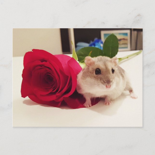 Hamster mit Rose Postkarte (Vorderseite)