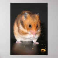 Hamster-Plakat