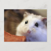 Hamster Postkarte
