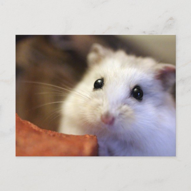 Hamster Postkarte (Vorderseite)