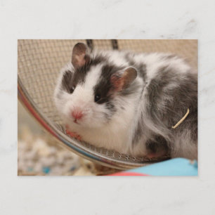 Hamster Postkarte