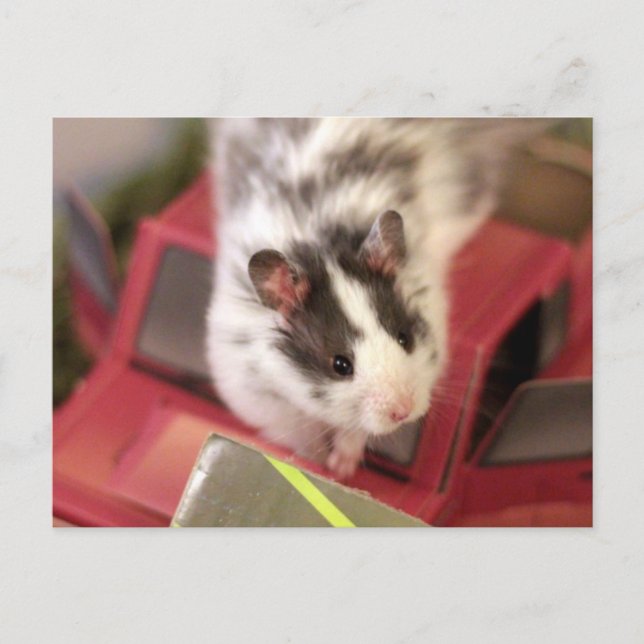 Hamster Postkarte (Vorderseite)