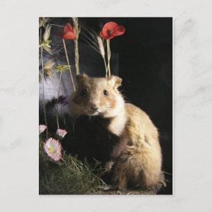 Hamster Postkarte