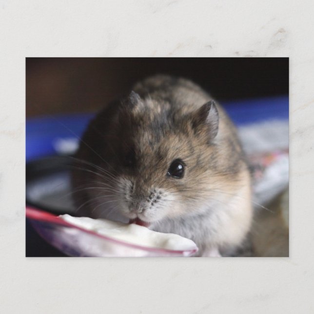 Hamster Postkarte (Vorderseite)