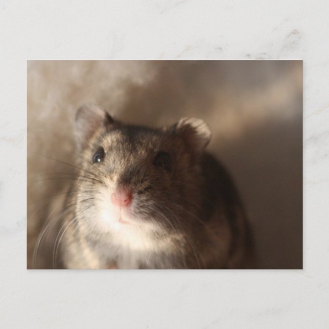 Hamster Postkarte (Vorderseite)