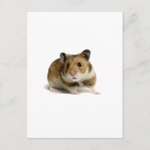Hamster Postkarte