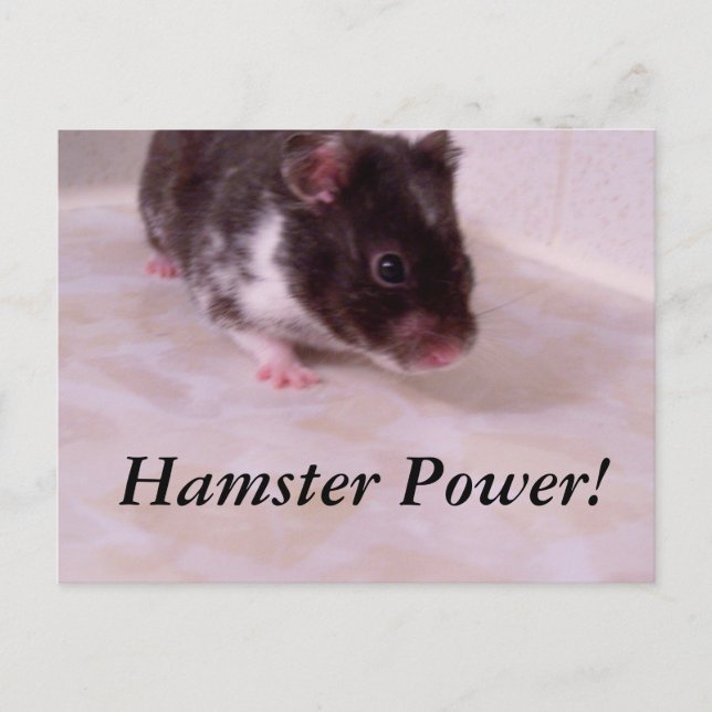 Hamster Power Noah, Hamster Power! Postkarte (Vorderseite)