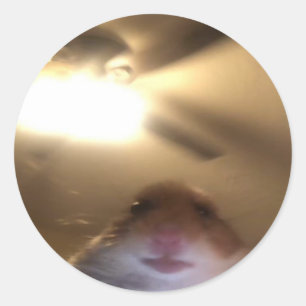 Hamster Staring Meme Runder Aufkleber