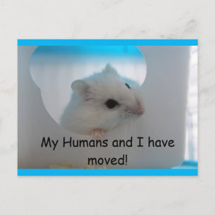 Hamster Wir haben die Postkarte verschoben