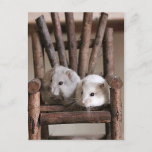 Hamsters Postkarte