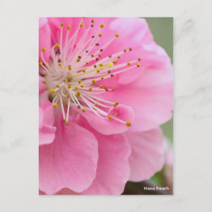 Hana Peach [Postcard] Postkarte
