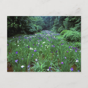 Hana Shobu (Japanische Wasser-Schwertlilie), Meiji Postkarte