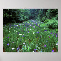 Hana Shobu (Japanische Wassereiris), Meiji Shrine,
