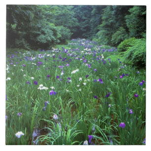 Hana Shobu (Japanischer Wassereiris), Meiji Shrine Fliese