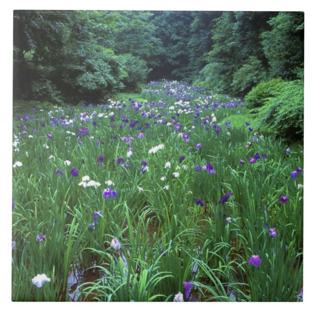 Hana Shobu (Japanischer Wassereiris), Meiji Shrine Fliese (Vorderseite)